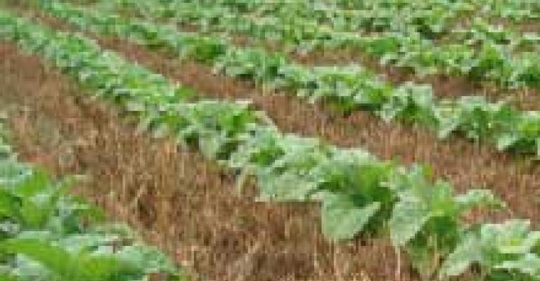 الأمانة تنتج ( 8 ملايين) شجرة وشجيرة وأشتال حوليه