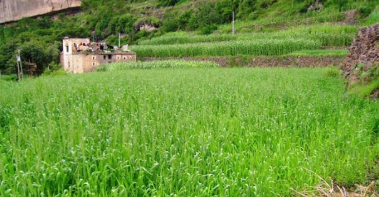 الأمطار تعيد آمال مزارعي القمح والزيتون