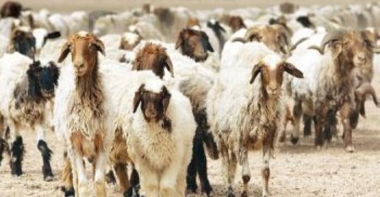 اربد: القبض على اخطر لص اغنام 