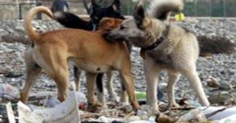 محافظة مادبا: خطة شاملة لمعالجة ظاهرة الكلاب الضالة