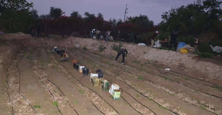 مداهمة 3 مزارع متخصصة بزراعة الحشيش في الشونة – صور