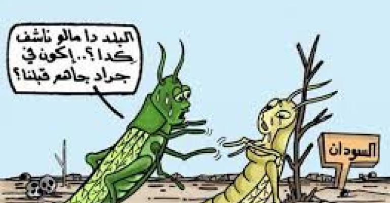 طاقة وقطط وجراد