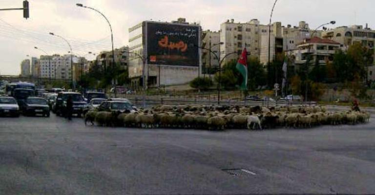 قطيع خراف في شارع القدس - بعدسة الزميل أحمد أبو حمد