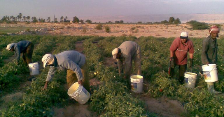 العمل تفتح الباب امام العمالة الوافدة في القطاع الزراعي 