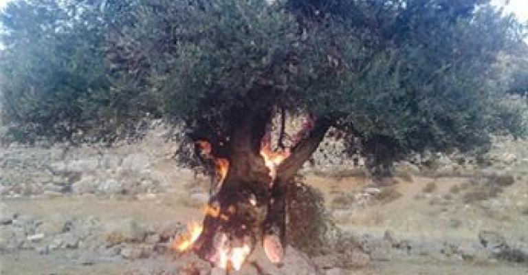 مستوطنون يحرقون 15 دونما في جنوب نابلس