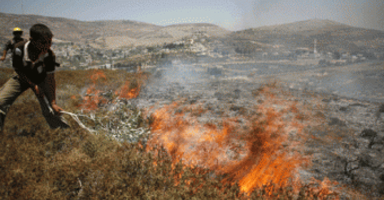نابلس: مستوطنون يضرمون النار بأراض زراعية 