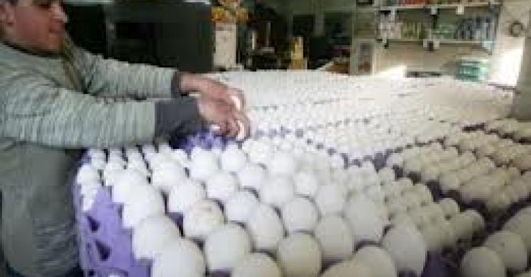 توقعات بانخفاض أسعار البيض في رمضان