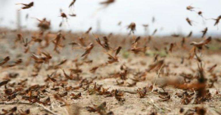 الزراعة: المملكة خالية من الجراد بكلفة 327 ألف دينار