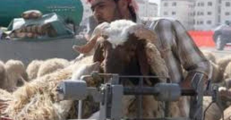 اتحاد المزارعين يحذر من عزوف مربي الأغنام عن تصديرها (الصوت)