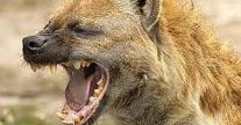 سواليف الضباع