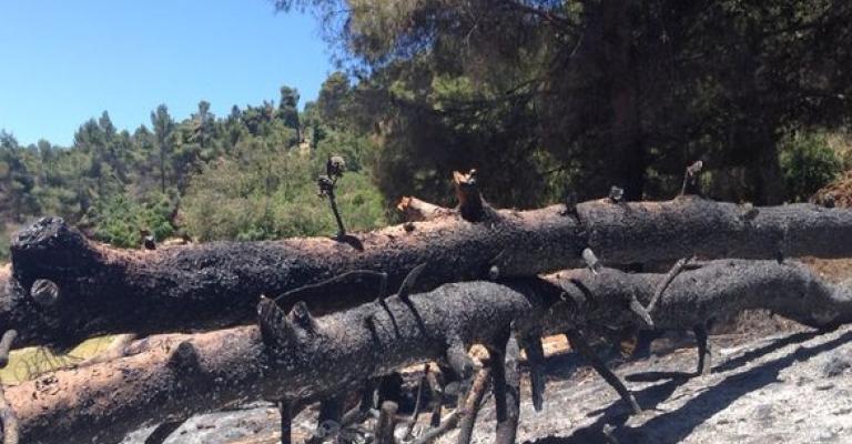 دبين: حريق مفتعل يأتي على 350 شجرة حرجية دبين: حريق مفتعل يأتي على 350 شجرة حرجية