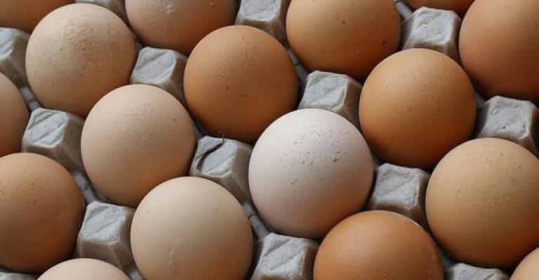 توقعات بارتفاع أسعار الدجاج اللاحم وانخفاض البيض