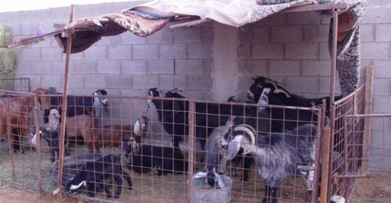 شكوى من انتشار حظائر الماشية في جبل رحمة