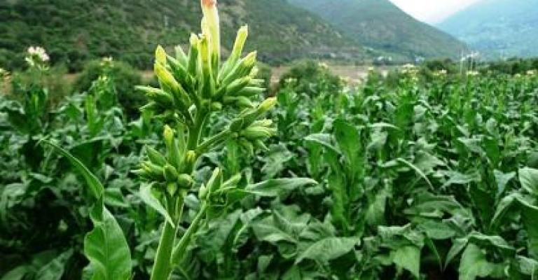 الزراعة تبحث الاستثمار في زراعة الـ"التبغ البري"
