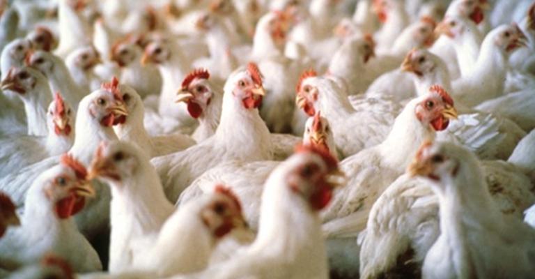 انخفاض العرض يرفع أسعار دجاج النتافات