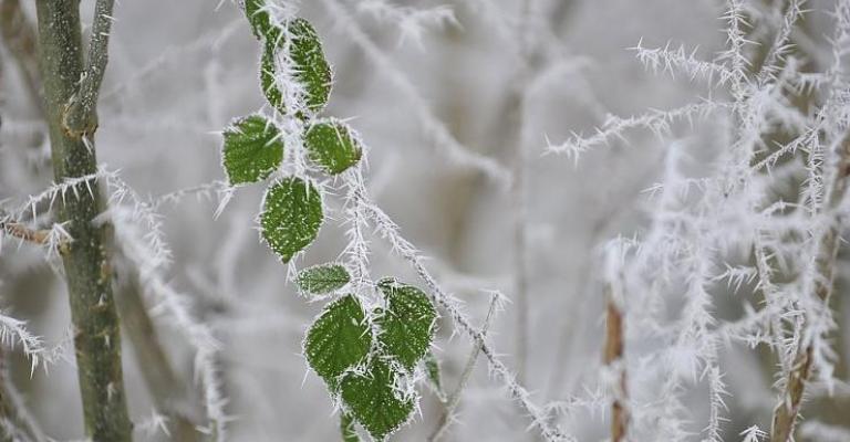 انجماد خطير يضرب في عمان، والتنبؤات تحذر من الخروج حتى الــ 10 من صباح السبت
