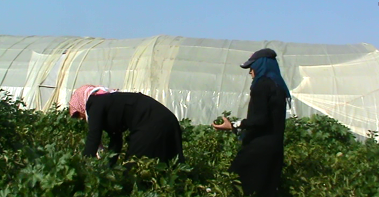 طفلات القطاع الزراعي: عبودية عمل في وضح النهار