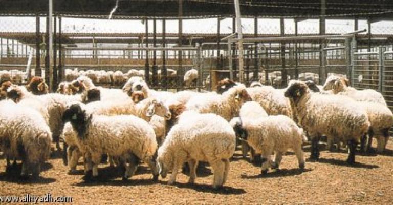 "حماية المستهلك" تطالب بالتحقق من وجود ادوية بيطرية منتهية الصلاحية "حماية المستهلك" تطالب بالتحقق من وجود ادوية بيطرية منتهية الصلاحية