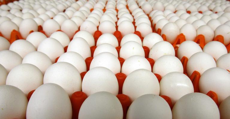 فائض بإنتاج البيض مع توقف التصدير لدول الجوار