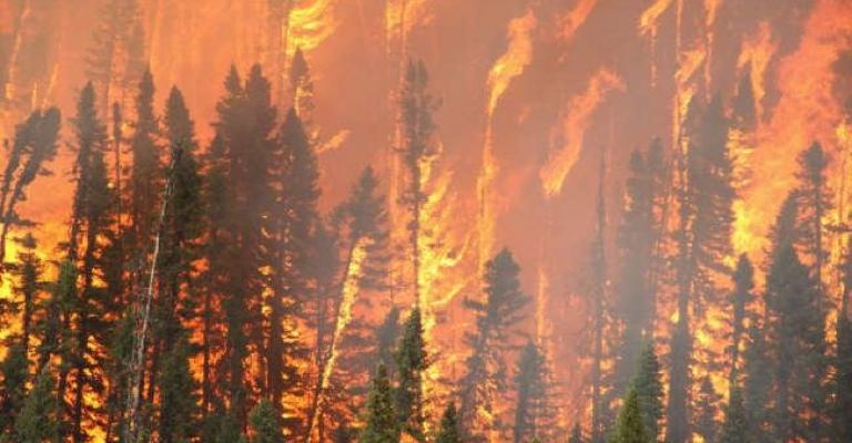 1300 شجرة حصيلة حرائق مفتعلة خلال 7 أشهر