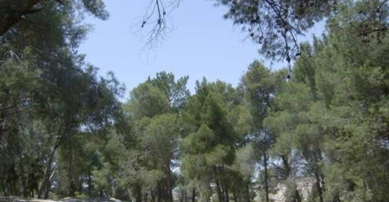 "المهندسين" تطالب بوقف قطع 100 شجرة في العبدلي