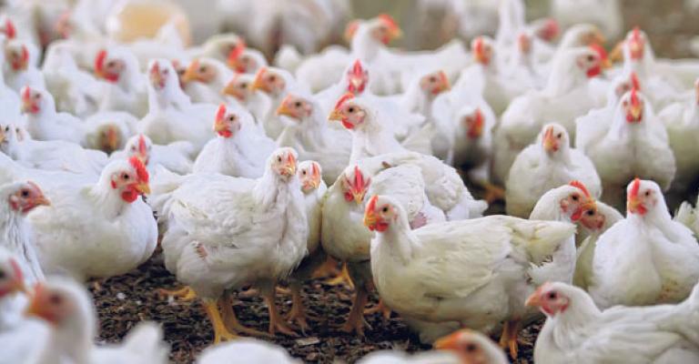 ارتفاع على أسعار الدواجن من 12-15%