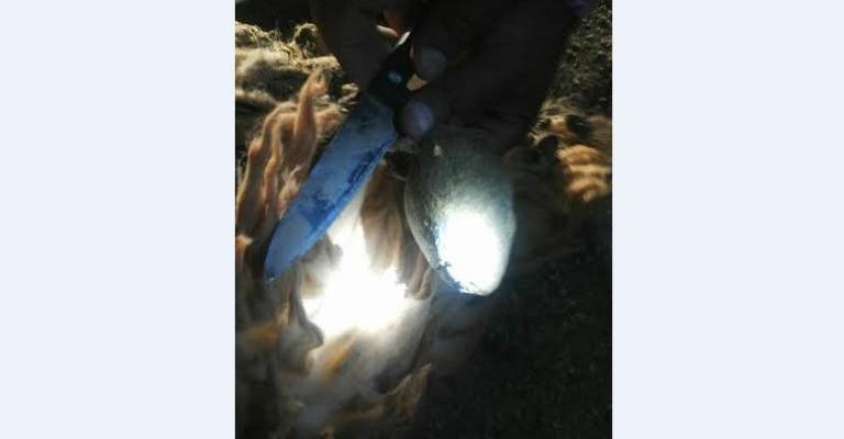 إحباط تهريب نصف مليون حبة مخدر داخل الخراف