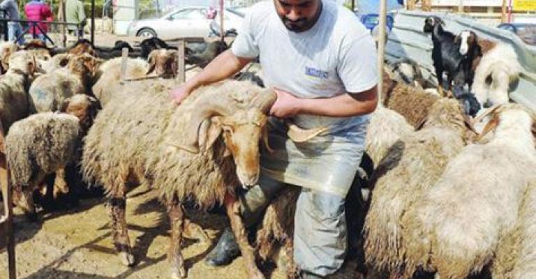 الأمانة تحدد أماكن بيع وذبح الأضاحي