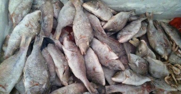 إربد: ضبط واتلاف 2.5 اسماك فاسدة