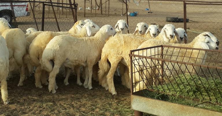 600 ألف أضحية في الأسواق