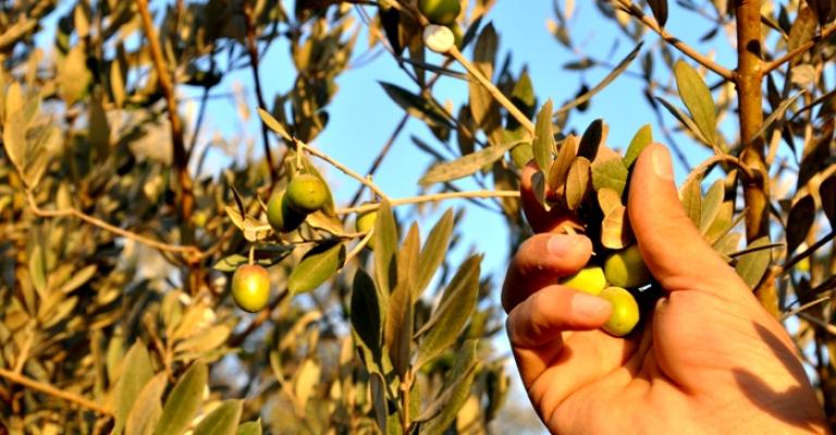 الزراعة تدعو إلى تأخير قطف ثمار الزيتون