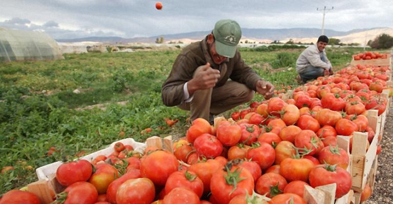 مزارعو الأغوار يطالبون بحماية منتجهم مزارعو الأغوار يطالبون بحماية منتجهم