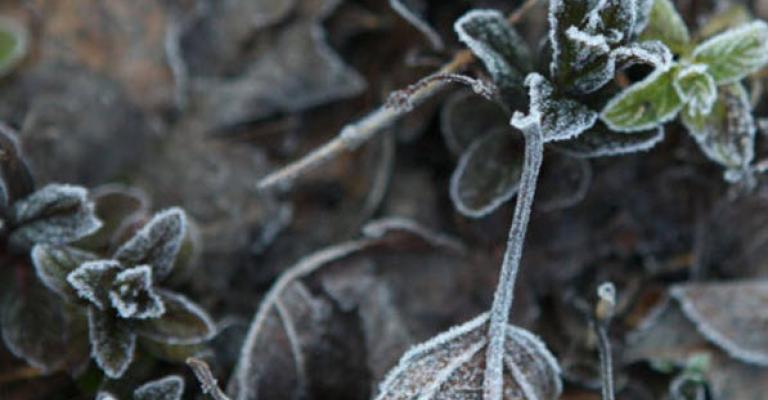 أجواء باردة وتحذيرات من تشكّل الصقيع أجواء باردة وتحذيرات من تشكّل الصقيع
