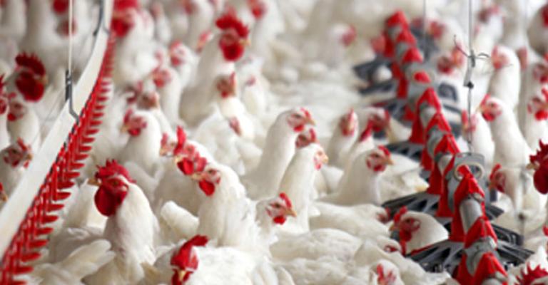 الزراعة تواصل جهودها مع القطاع الخاص لتنظيم انتاج الدجاج اللاحم