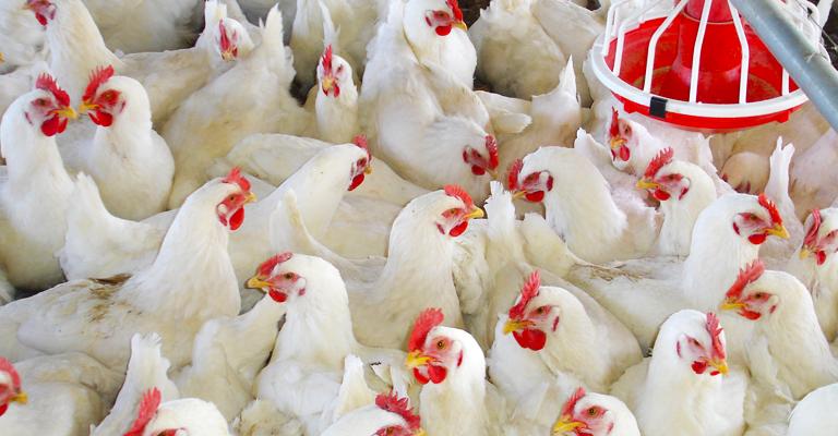 تحديد سعر الدجاج بـ 169 قرش تحديد سعر الدجاج بـ 169 قرش