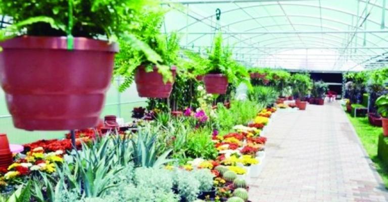 مشاتل الأمانة تنتج 1.25 مليون شتلة سنوياً