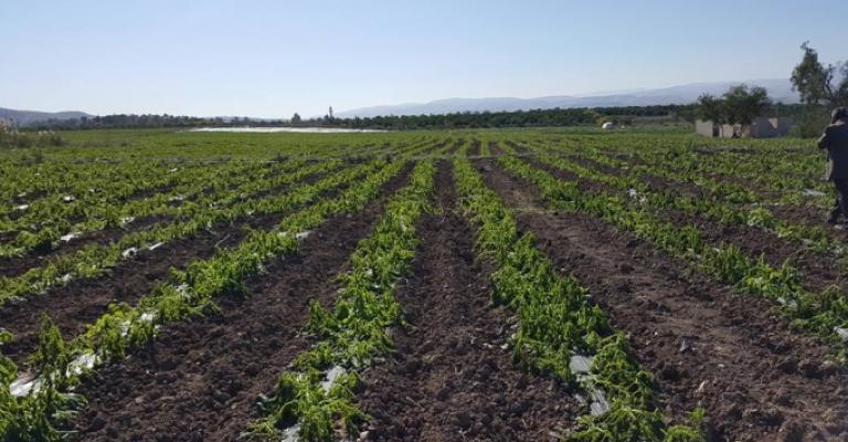 "مزارعي وادي الأردن" يصعّد احتجاجاً على وضع الزراعة