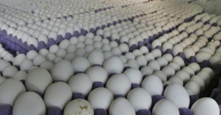انخفاض أسعار بيض المائدة