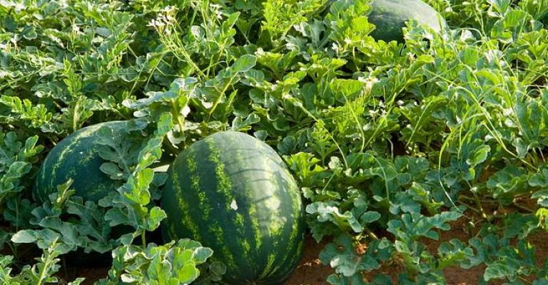 العوران: موسم البطيخ تأثر بالصقيع والفيضانات العوران: موسم البطيخ تأثر بالصقيع والفيضانات