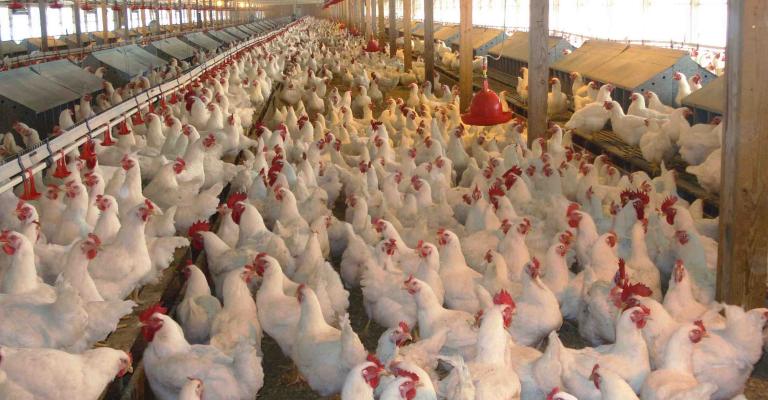 ارتفاع نسبة نفوق الطيور في مزارع الدجاج خلال موجة الحر