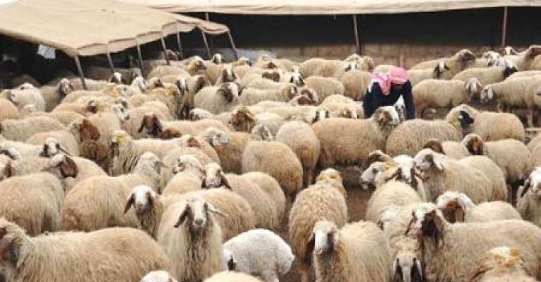 تصدير 200 ألف رأس أغنام بلدية