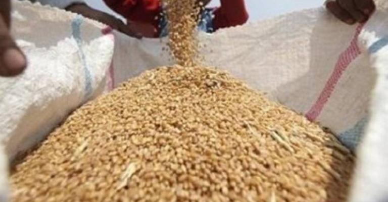 الأردن يطرح مناقصتين لشراء كميات من القمح والشعير