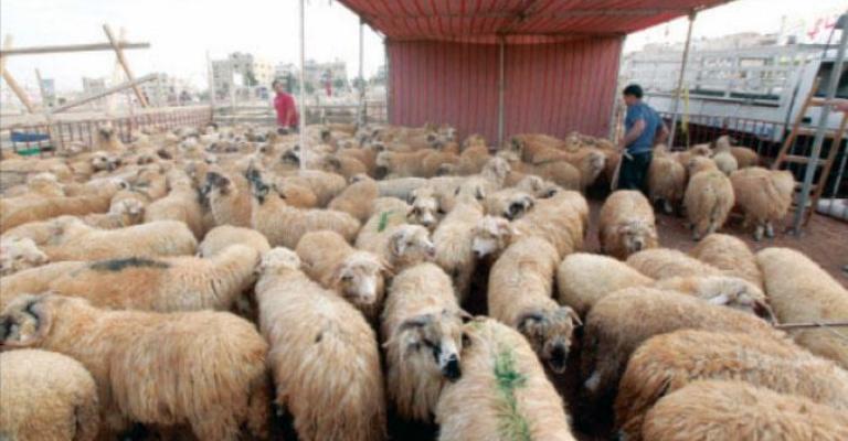 تصدير 295 ألف خروف منذ بداية العام الحالي إلى الخليج
