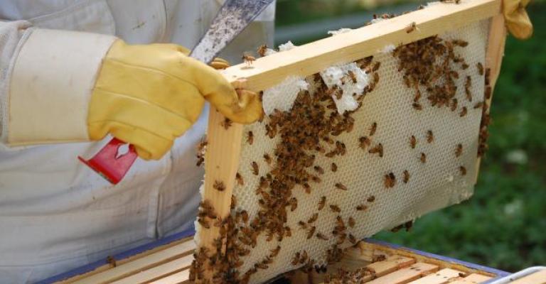 تربية النحل .. قطاع واعد بحاجة لدعم حكومي
