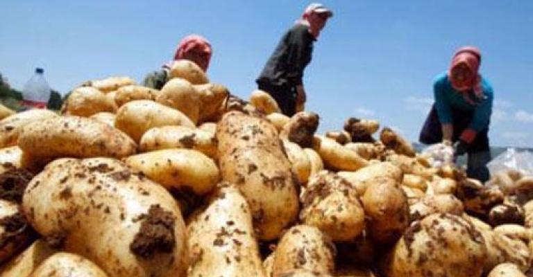 ارتفاع أسعار البطاطا واستقرار عام في المركزي