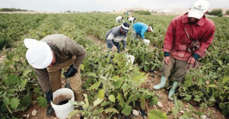 المزارعون: نظام تصاريح العمالة الوافدة دعوة لهجرة القطاع