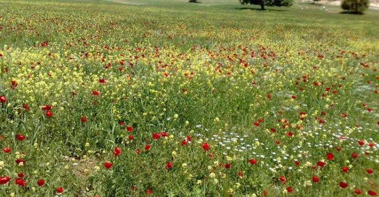 أجواء ربيعية والعظمى في عمان 21 درجة