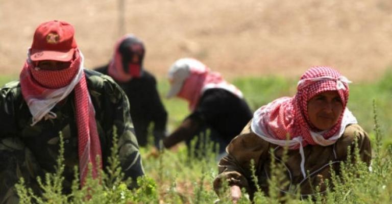 الشهاب: تغيير في النمط الزراعي في وادي الأردن