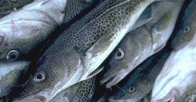 حماية المستهلك: معلومات مضللة عن فرض رسوم على الأسماك المستوردة من مصر