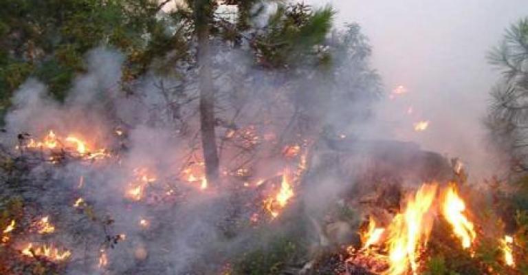عنجرة: حريق يأتي على 15 دونما من الأشجار الحرجية